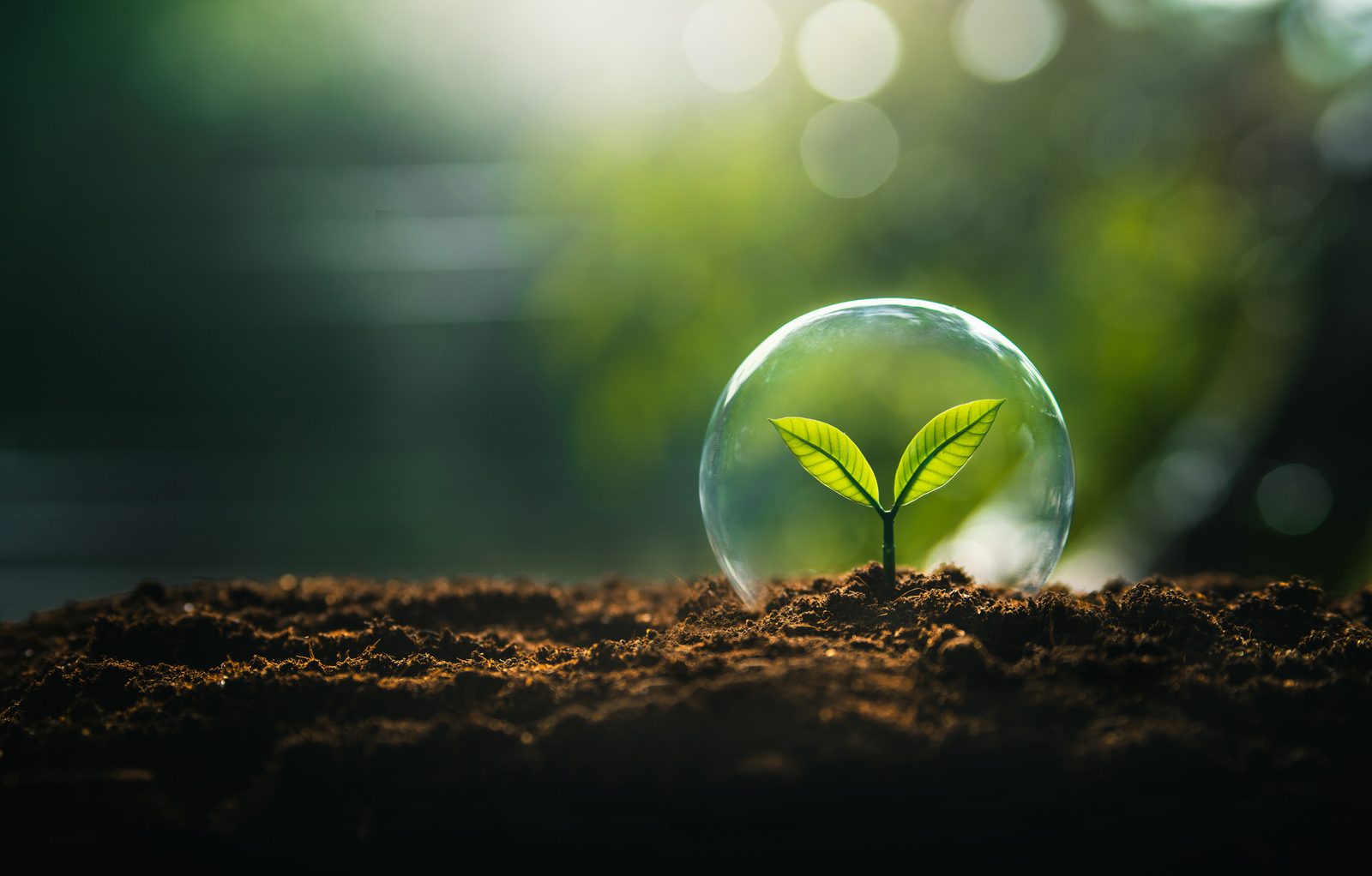 Seedling protected within a glass sphere